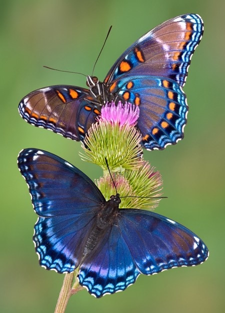 bigstock_Redspotted_Purple_Butterflies_1133118