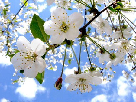 Spring Flowers