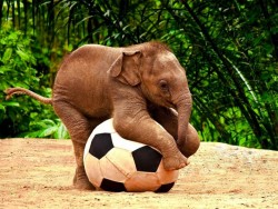 elephant-play