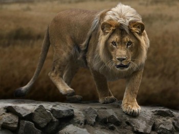on-the-prowl