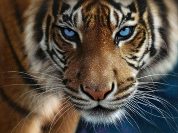 one-scary-tiger