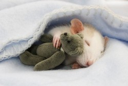 sleeping-hamster-teddy