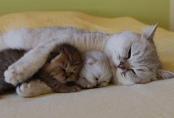 Kitties-asleep-in-Mommy-Cats-Arms