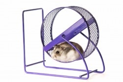 Hamster wheel ~~