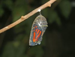 Chrysalis